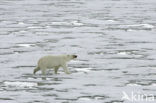 IJsbeer (Ursus maritimus) 