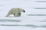 IJsbeer (Ursus maritimus) 