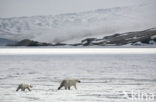 IJsbeer (Ursus maritimus) 