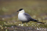 Kleinste Jager (Stercorarius longicaudus)