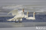 Knobbelzwaan (Cygnus olor)