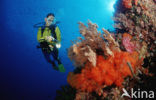 Komodo National Park