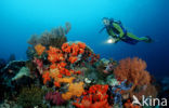 Komodo National Park