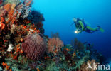 Komodo National Park