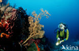 Komodo National Park