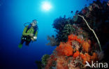 Komodo National Park