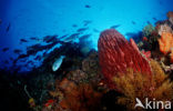 Komodo National Park