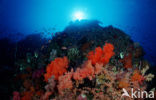 Komodo National Park