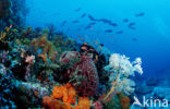 Komodo National Park