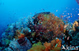 Komodo National Park