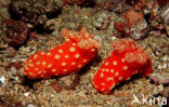 Naaktslak (Gymnodoris aurita)