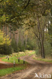 Nationaal Park Sallandse Heuvelrug