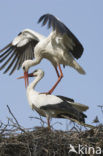 Ooievaar (Ciconia ciconia)