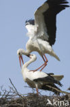 Ooievaar (Ciconia ciconia)