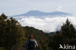 Parque Nacional de Pico del Teide