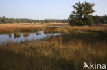 Pijpestrootje (Molinia caerulea)