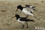 Scholekster (Haematopus ostralegus)