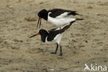 Scholekster (Haematopus ostralegus)