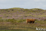 Schotse Hooglander