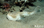 Sterrenkijker (Uranoscopus bicinctus)