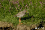 Tureluur (Tringa totanus) 