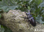 Vliegend hert (Lucanus cervus)