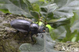 Vliegend hert (Lucanus cervus)