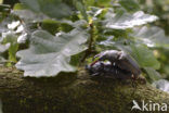 Vliegend hert (Lucanus cervus)