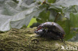 Vliegend hert (Lucanus cervus)