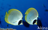 Vlindervis (Chaetodon adiergastos)