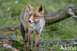 Vos (Vulpes vulpes)