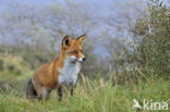 Vos (Vulpes vulpes)