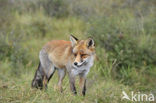 Vos (Vulpes vulpes)