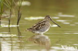 Watersnip (Gallinago gallinago) 