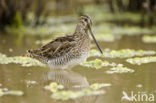 Watersnip (Gallinago gallinago) 