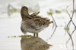 Watersnip (Gallinago gallinago) 