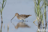 Watersnip (Gallinago gallinago) 