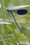 Weidebeekjuffer (Calopteryx splendens)