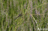 Zwarte heidelibel (Sympetrum danae)