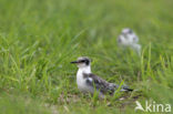 Zwarte Stern (Chlidonias niger) 