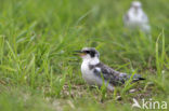 Zwarte Stern (Chlidonias niger) 