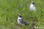 Zwarte Stern (Chlidonias niger) 