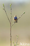 Blauwborst (Luscinia svecica)