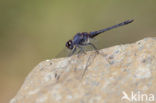 Blauwe zonnewijzer (Trithemis festiva)