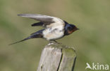 Boerenzwaluw (Hirundo rustica) 