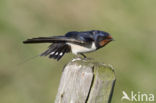 Boerenzwaluw (Hirundo rustica) 