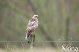 Buizerd (Buteo buteo)