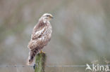 Buizerd (Buteo buteo)