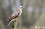 Buizerd (Buteo buteo)