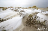 Duinen van Goeree